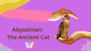 Abyssinian, the mysterious cat #abyssiniancat #cat #cats #catlover by CAT Kitty Capriccio 141 views 7 months ago 3 minutes, 44 seconds