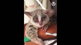 This adorable galago loves playing & scratches #pets #pet #funny #shorts #short #funnyvideo