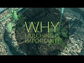 Why Mulching is So Important!