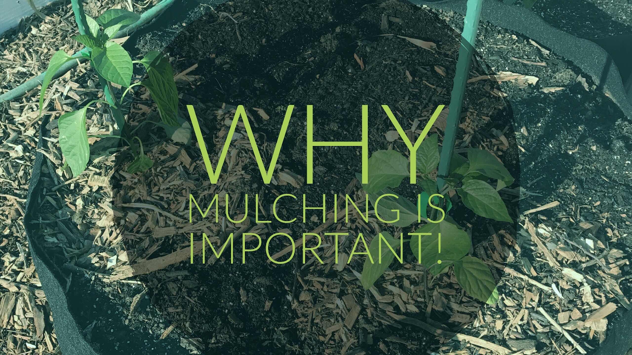 Why Mulching is So Important!