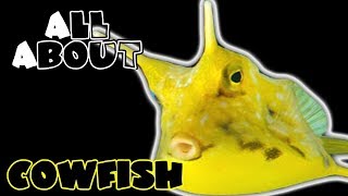 All About The Cowfish