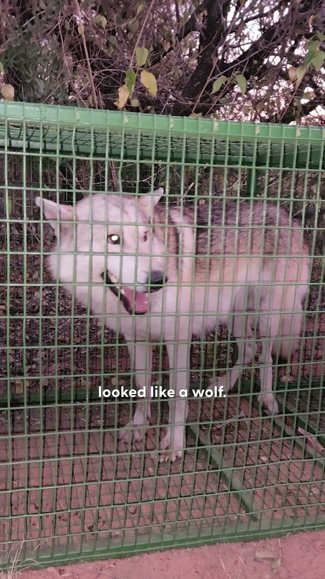 Rescue Wolf Kept Crying For His Mate...❤️ | The Dodo
