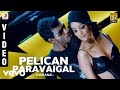 Thoranai - Pelican Paravaigal Video | Mani Sharma