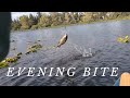 More Small Mouth Bass Action!