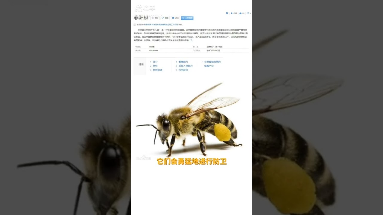 Sinopec African drilling team, killer bees under pumping units