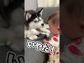 絶対におもちゃを譲らないハスキーが赤ちゃんには‥？