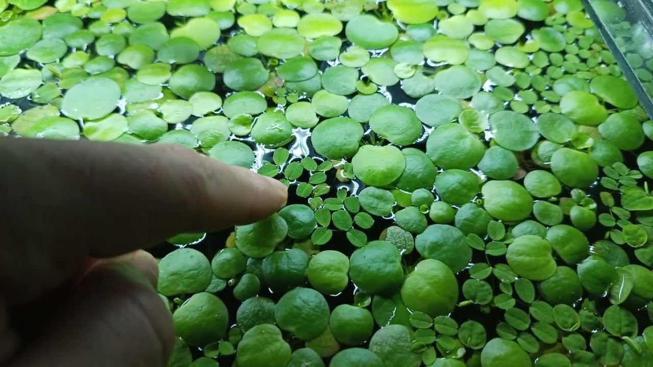 Su Üstü Bitkisi Forgbit - Salvinia - Phyllanthus Fluitans Kırmızı 