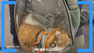 The most unusual things confiscated by the TSA | Morning in America