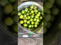 नींबू बेस्ट वैरायटी ईस टाइम 2 किलो =1 क्रेट#narwalorganicfarm #nimbu