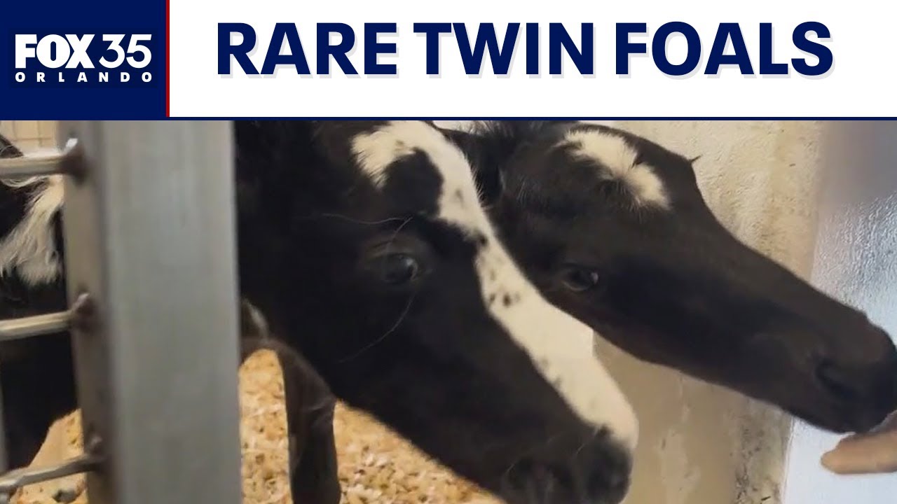Rare twin foals born in Central Florida defy the odds