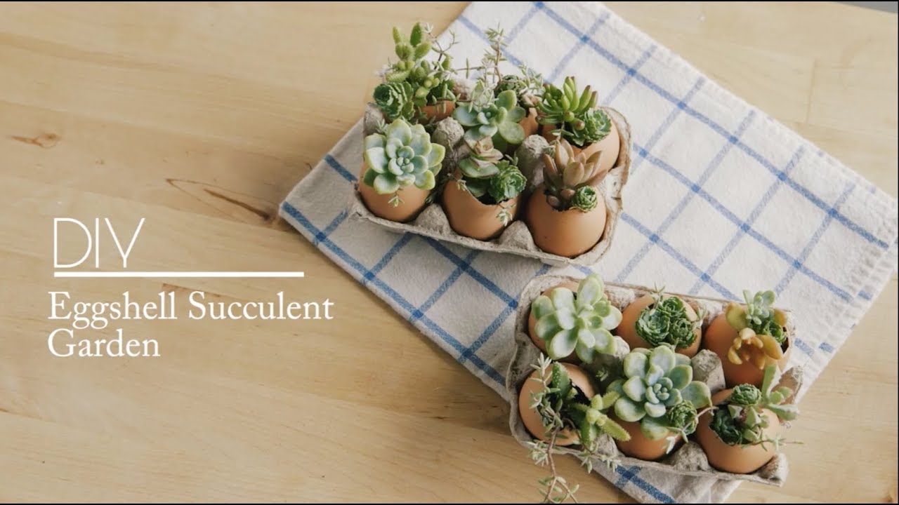 DIY Eggshell Succulent Garden