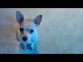 10 Week Old Chihuahua Puppy Using a Potty Park!