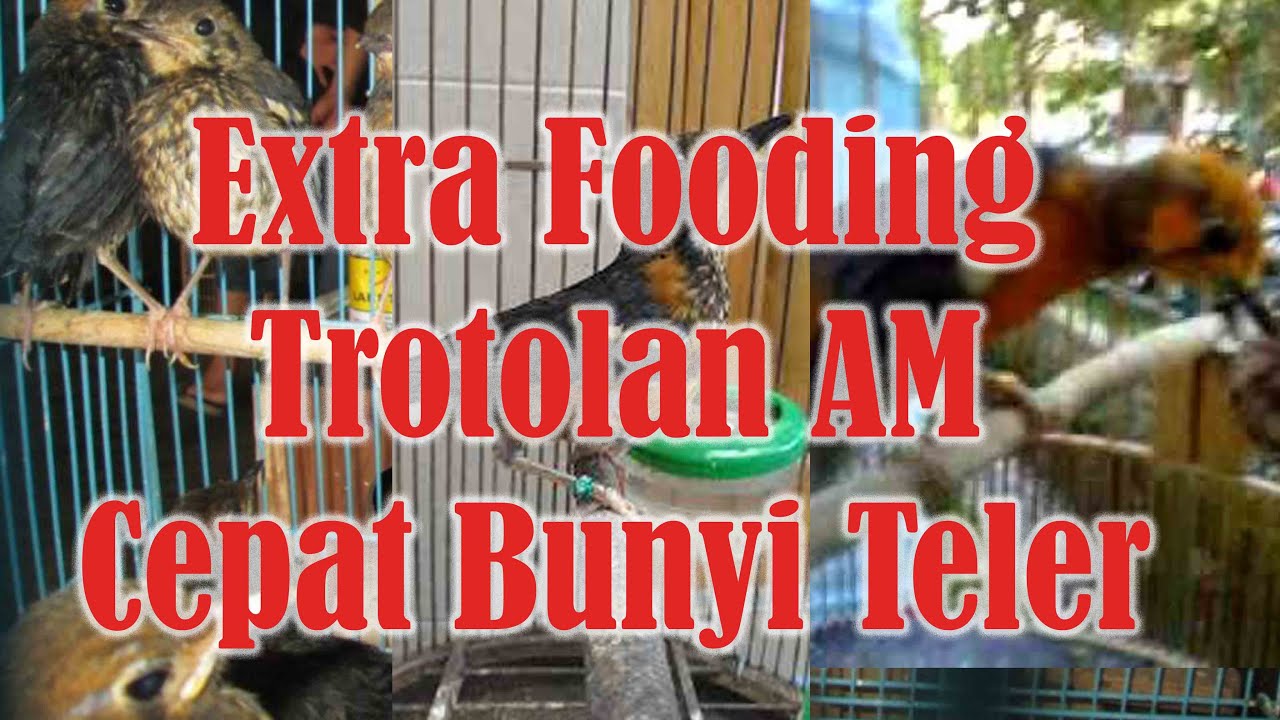 Menu EF agar Trotolan Anis Merah Cepat Teler