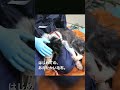 15歳のボーダーコリー #ピースワンコ #保護犬 #ボーダーコリー