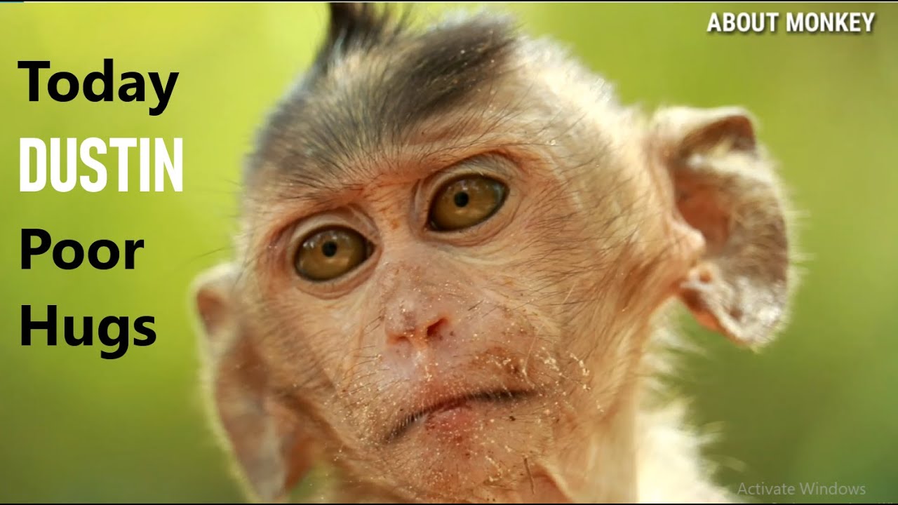 Сегодня бедняжка Обезьяна Дастин долго обнимает найти кого-то, чтобы помочь, очень жалко сирота этот