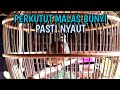 Perkutut Lokal Gacor Suara Panjang | Suara Panggilan Lebih Keras | Pasti Nyaut Perkutut Malas Bunyi.