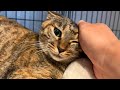 ワクチン接種後体調が悪くなったりんちゃんが心配です 656話