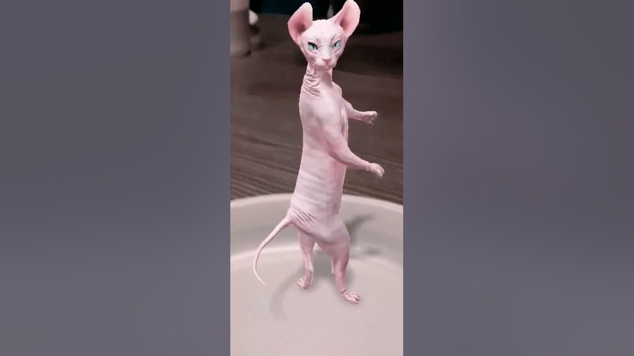 Мяяяу мяу мяу мяу мяу мяу🤣 - YouTube