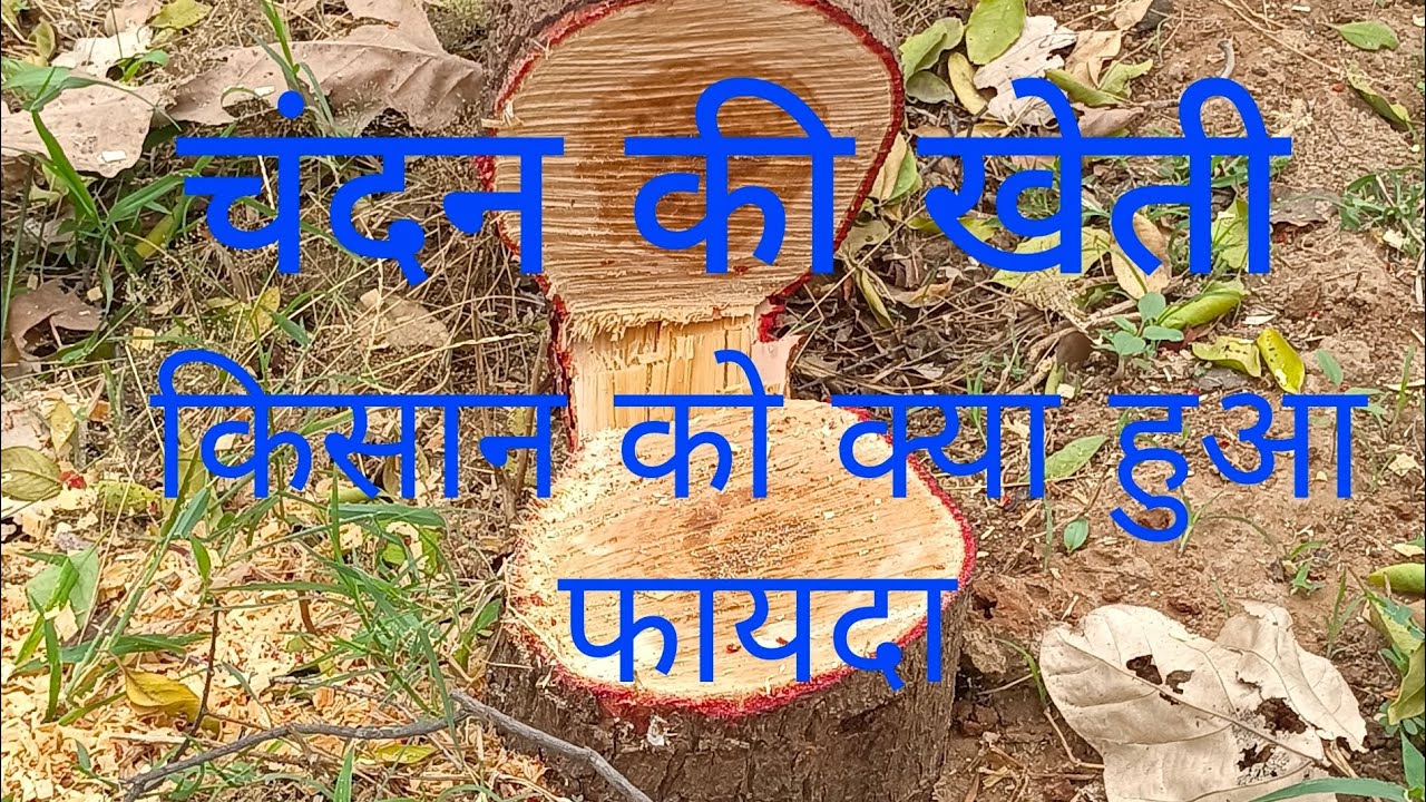 चंदन की खेती 🌱 में से किसान को क्या हुआ फायदा ? ચંદનની ખેતી માં થી ખેડૂત ને શું થયો ફાયદો  ?