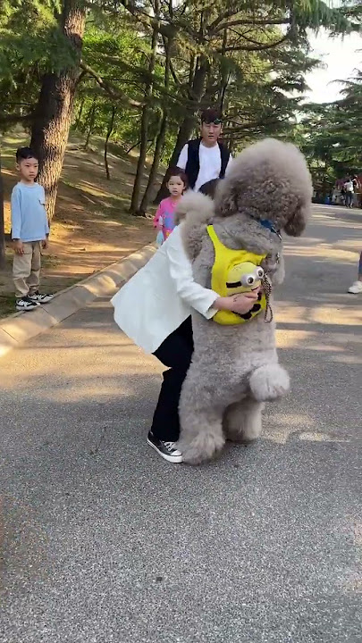 Giant Poodle Afraid of Little Teddy😂😂😂#funnydogs #shorts