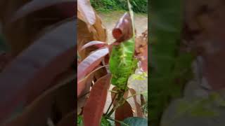 Ulat Bulu Hijau Unik #ridhoaldi #shorts #viral #nature #alam #animals #worms 🐛🐛🐛