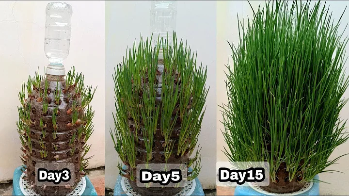 Awesome Method For Grow Green Onion In Plastic Bottle | Recycle Plastic Bottles to Grow Green Onions - DayDayNews