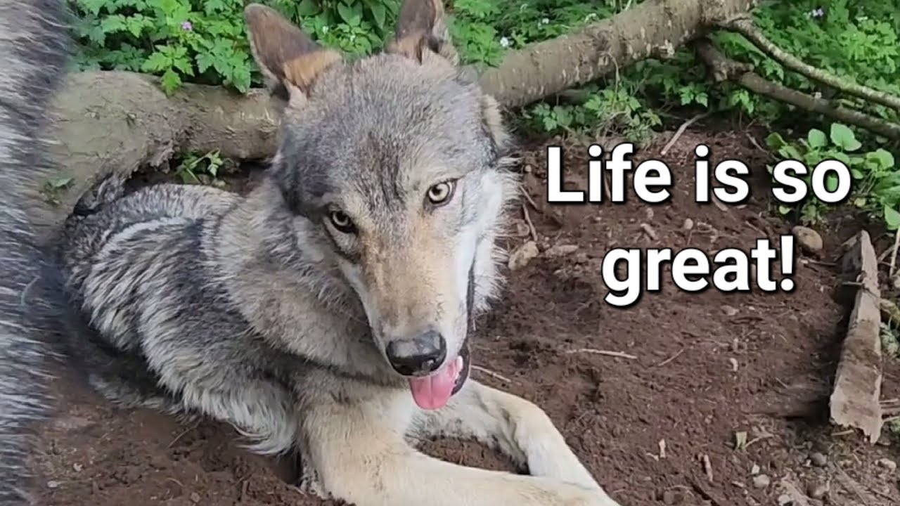 Happy Honey News! #petwolf #wolfpup #wolfdog - YouTube
