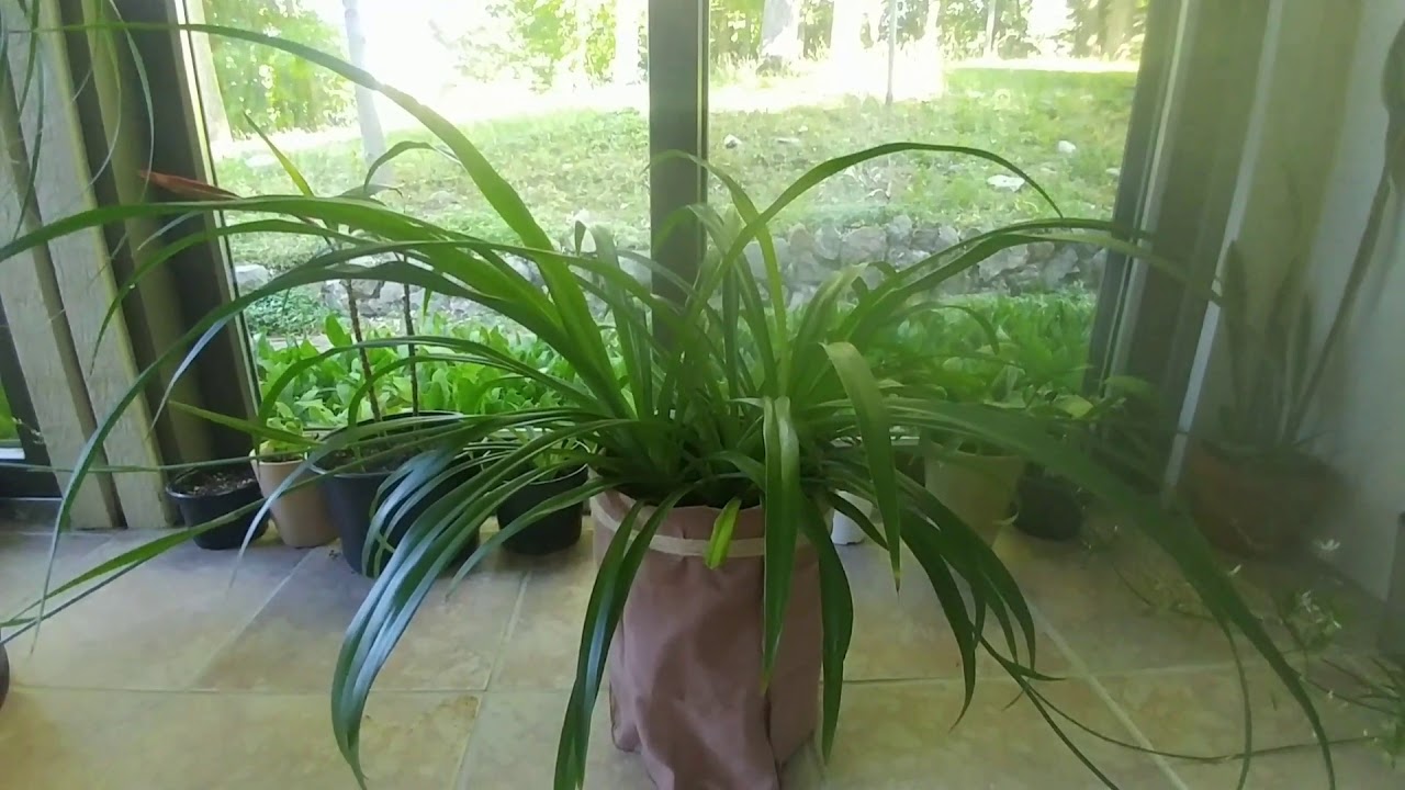 Update On My Spider Plant�s Babies (Spiderettes) YouTube