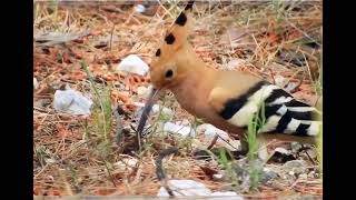 The hoopoe is the most beautiful bird in the world