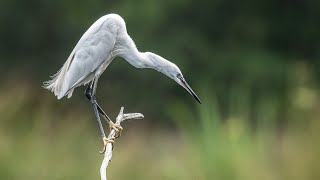 Little Egrets