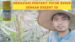 Cara Mengatasi Penyakit Sawit Pucuk Busuk (Busuk Kuncup) Dengan Regent 50 screenshot 4