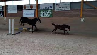 El Corazon Hingst