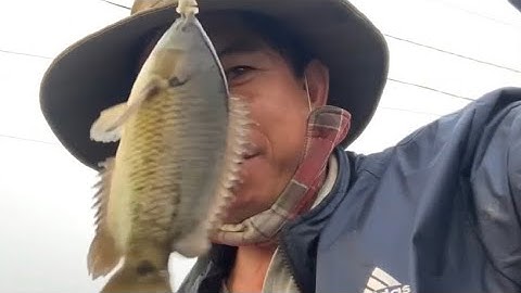 Ma Ren điểm mới cá rô cá trê vàng |Đổ Ngọc Hồ