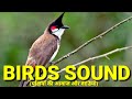 Birds Name and there  sound (पक्षियों की आवाज )|Different Type of Birds|Pakchiyo ke aawaj|