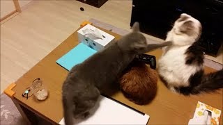 夜の３匹　～突然白モフを殴る灰色猫～