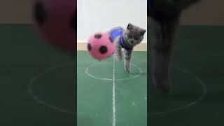 Kittens Playing Soccer.  World Cup Cats  #cat #babycats #animals