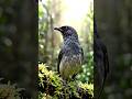 HIDDEN CAM: POV Captures One of Africa’s Rarest Lost Birds Singing!