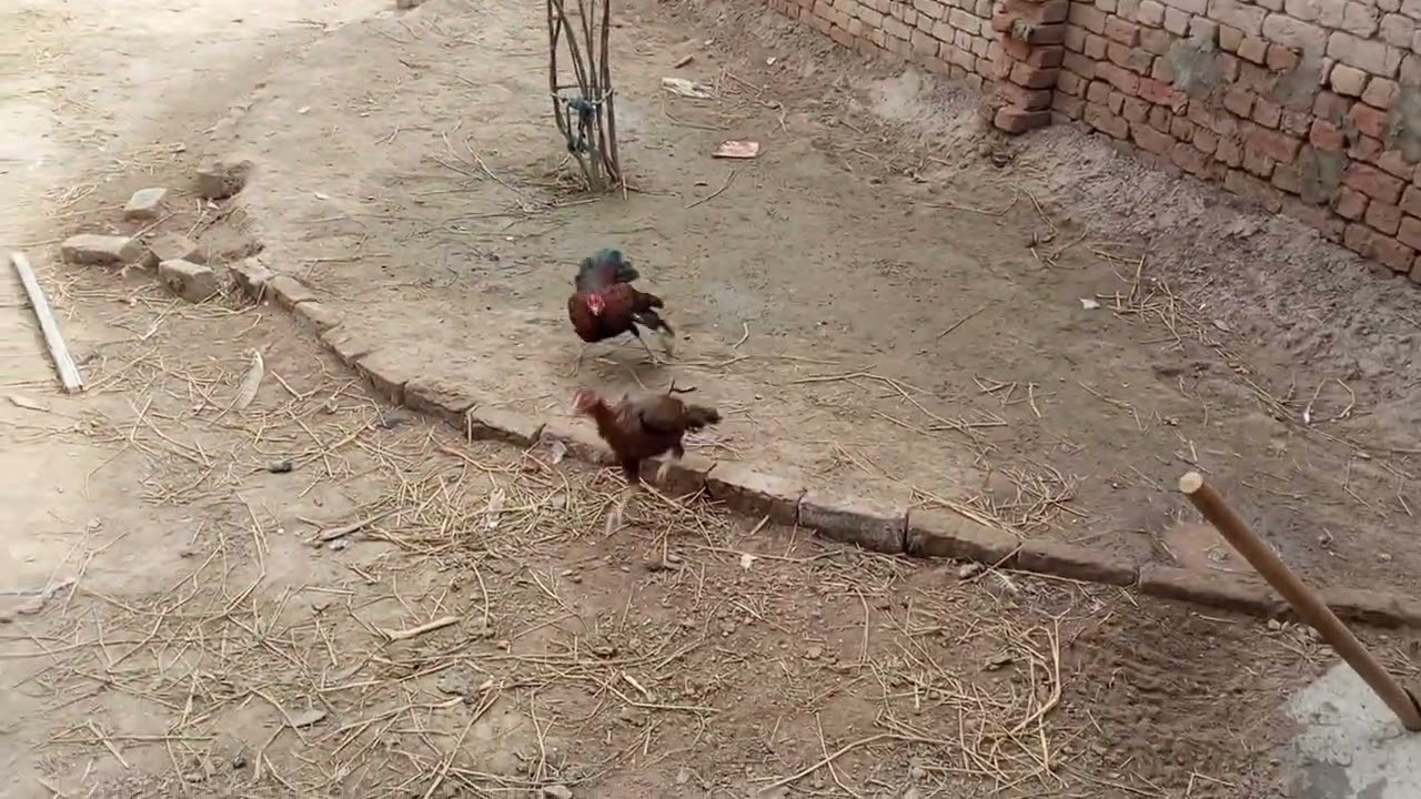 Small rooster big hen mating  | Rooster hen mating