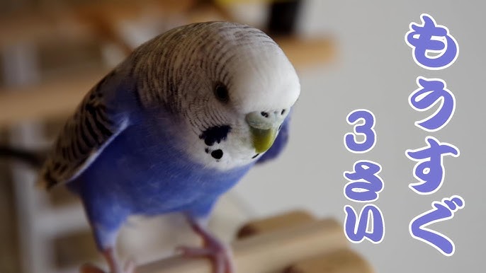 インコ グーグー鳴く Youtube