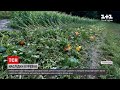 Новини України: селяни з Рівненської області оговтуються від страшного буревію