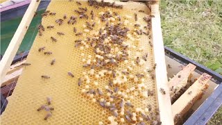 Пчелы . Семья пчел стала трутовкой. Горбатый расплод в улье- признак отрутневения пчелиной семьи.