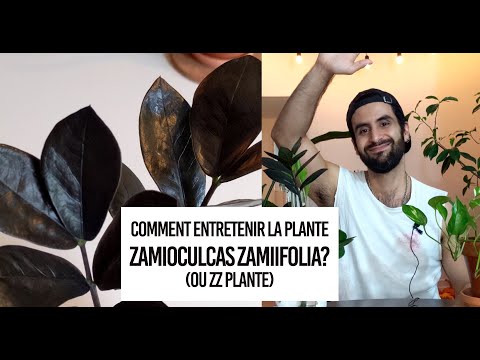 Comment entretenir la plante Zamioculcas zamiifolia? (ou ZZ plante)