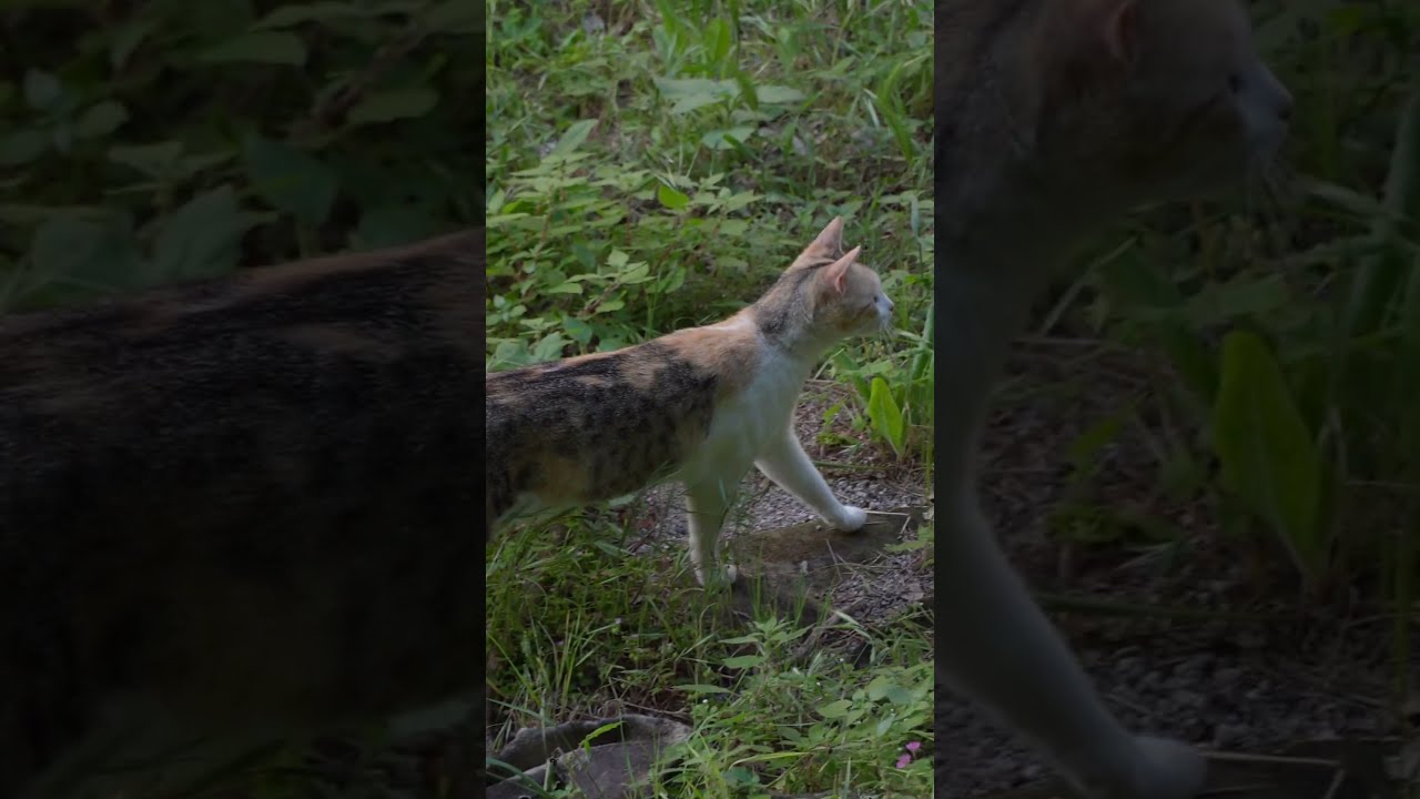 Кошка гуляет по травке 