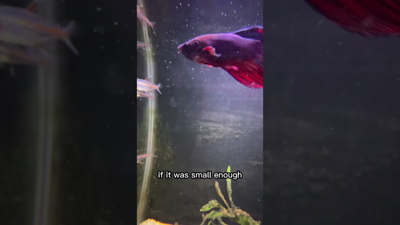 Why do fish disappear in your tank
