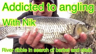 River ribble chub