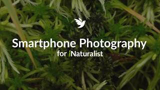 Smartphone Photography for iNaturalist