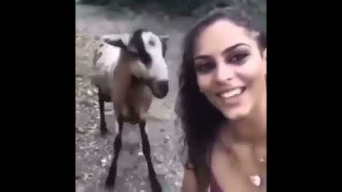 Angry Goat Attacks Woman During Selfie Video | Wear a Helmet Next Time | Viral Video