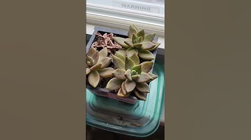 Thumbnail of How to identify Graptosedum 'California Sunset' succulent #howto #identifyingsucculents #learning