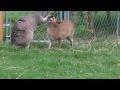 Baby kangaroo joey loves on his deer friend