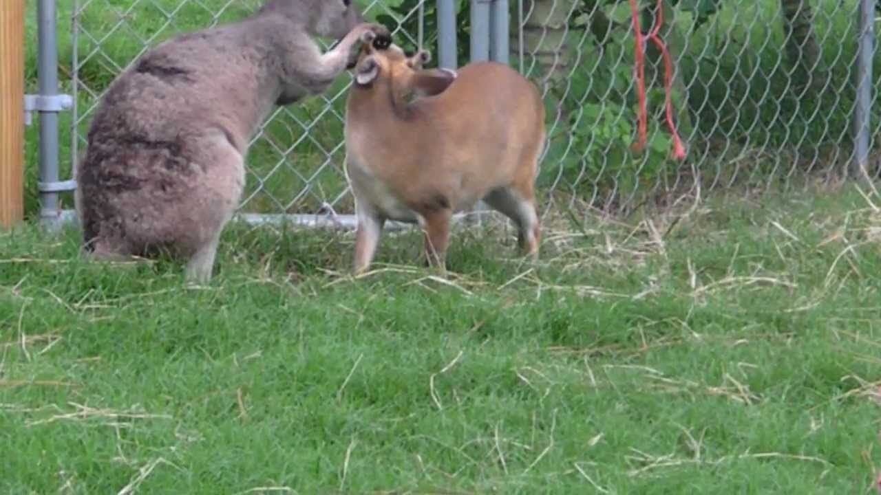 horseshoe bend Baby kangaroo joey loves on his deer friend